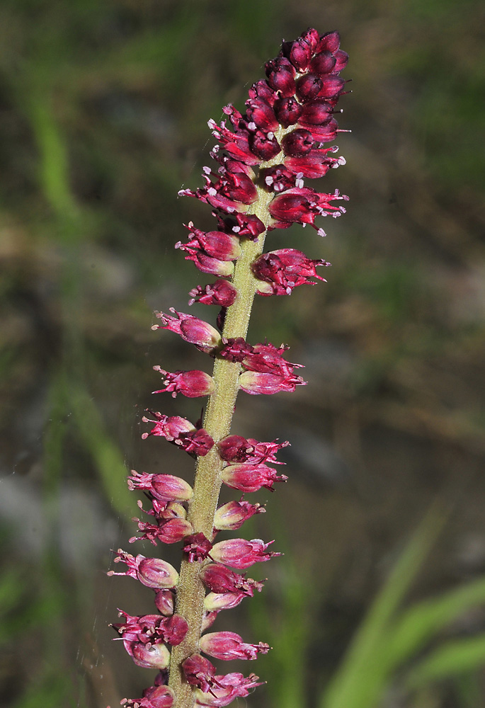 dalla Grecia:  Lysimachia atropurpurea (Primulaceae)